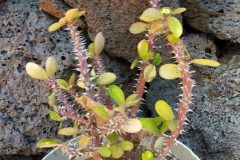 Euphorbia milii  (Chrustusdorn)